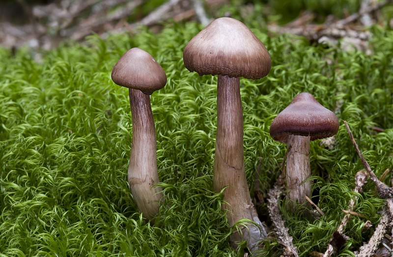 Cortinarius brunneus